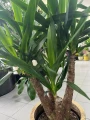 Yucca elephantipes, juka