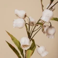 Kwiat Sandersonii PTMD
