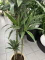 Dracaena deremensis Warneckei, dracena