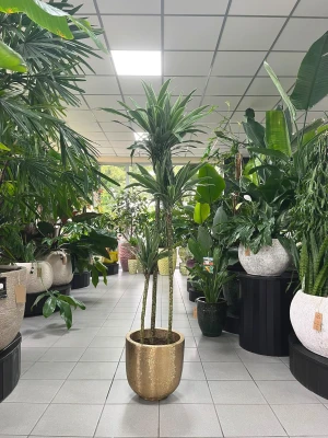 Dracaena deremensis Warneckei, dracena