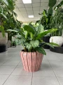 Aglaonema Chantal