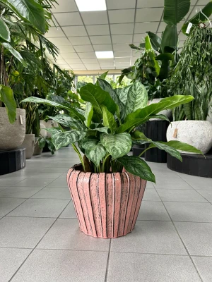 Aglaonema Chantal
