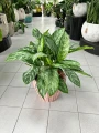 Aglaonema Chantal