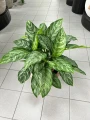Aglaonema Chantal