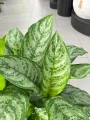 Aglaonema Chantal