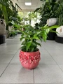 Dracaena surculosa, dracena
