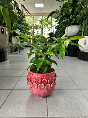 Dracaena surculosa, dracena