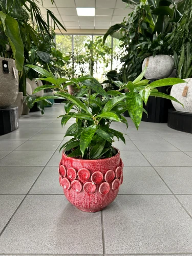 Dracaena surculosa, dracena