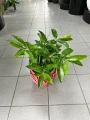 Dracaena surculosa, dracena
