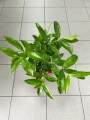 Dracaena surculosa, dracena