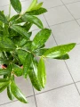 Dracaena surculosa, dracena