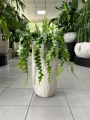Epiphyllum anguliger, epifilum, zygzak