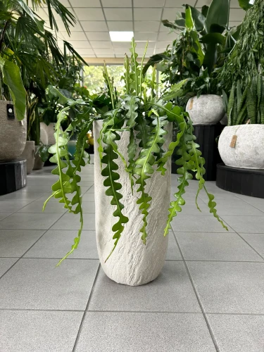 Epiphyllum anguliger, epifilum, zygzak