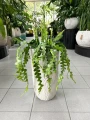 Epiphyllum anguliger, epifilum, zygzak