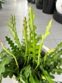 Epiphyllum anguliger, epifilum, zygzak