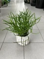 Euphorbia Tirucalli, wilczomlecz palczasty