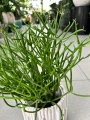 Euphorbia Tirucalli, wilczomlecz palczasty