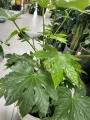 Fatsia Japonica, fatsja