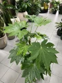 Fatsia Japonica, fatsja