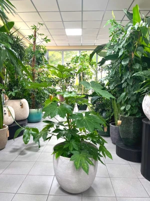 Fatsia Japonica, fatsja