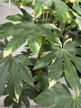 Fatsia Japonica variegata, fatsja
