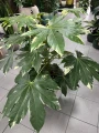 Fatsia Japonica variegata, fatsja