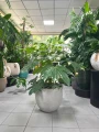 Fatsia Japonica variegata, fatsja