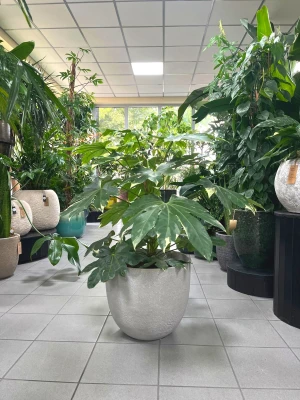 Fatsia Japonica variegata, fatsja