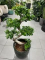 Ficus microcarpa Ginseng bonsai, fikus