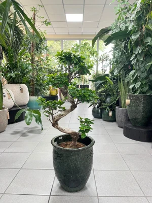 Ficus microcarpa Ginseng bonsai, fikus