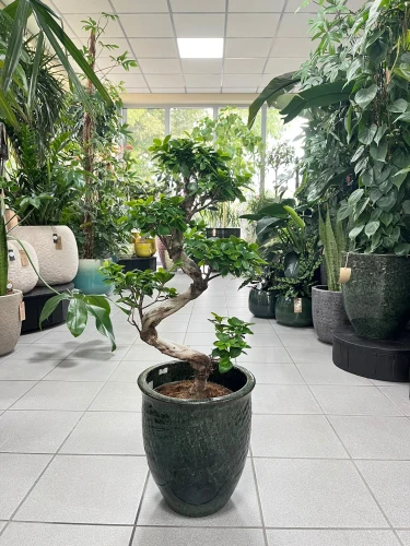 Ficus microcarpa Ginseng bonsai, fikus