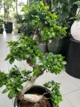 Ficus microcarpa Ginseng bonsai, fikus