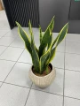 Sansevieria Laurentii
