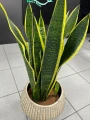 Sansevieria Laurentii
