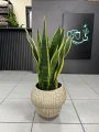 Sansevieria Laurentii