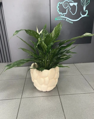 Spathiphyllum Diamond Variegata, skrzydłokwiat