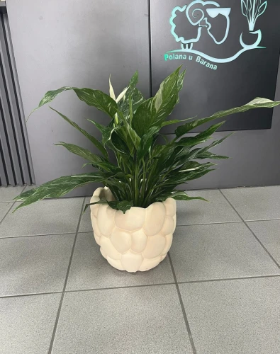 Spathiphyllum Diamond Variegata