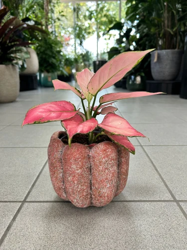 Aglaonema Geely Red