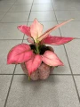 Aglaonema Geely Red