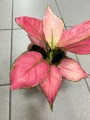 Aglaonema Geely Red
