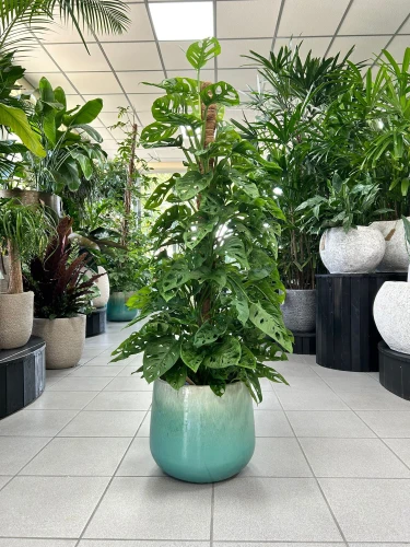 Monstera obliqua Monkey Mask na paliku