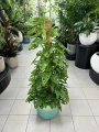 Monstera obliqua Monkey Mask na paliku