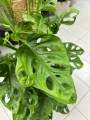 Monstera obliqua Monkey Mask na paliku