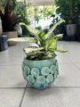 Aglaonema White Beauty