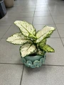 Aglaonema White Beauty