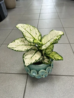 Aglaonema White Beauty