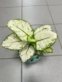 Aglaonema White Beauty