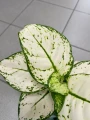 Aglaonema White Beauty