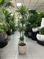Dracaena deremensis Warneckei, dracena