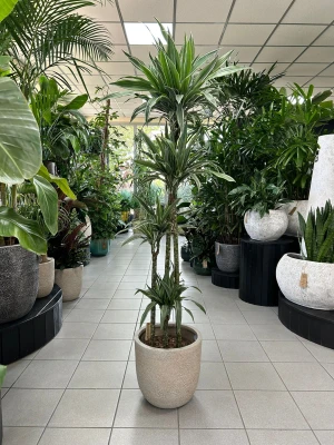 Dracaena deremensis Warneckei, dracena